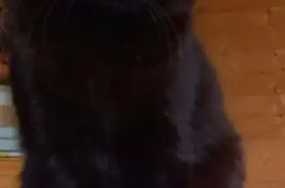 Animaux perdus Tours, photo: Chat perdu, Impasse de l'Oratoire, Etaux, Tours - femelle noire avec reflets roux