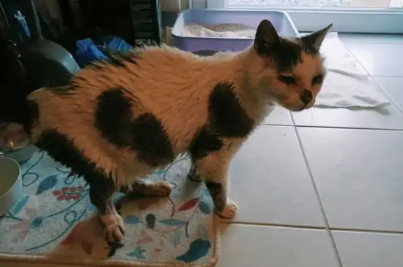 Chat trouvé Chalonnes-sur-Loire, photo: Chat trouvé Garçon, Chalonnes-sur-Loire (ff586649)