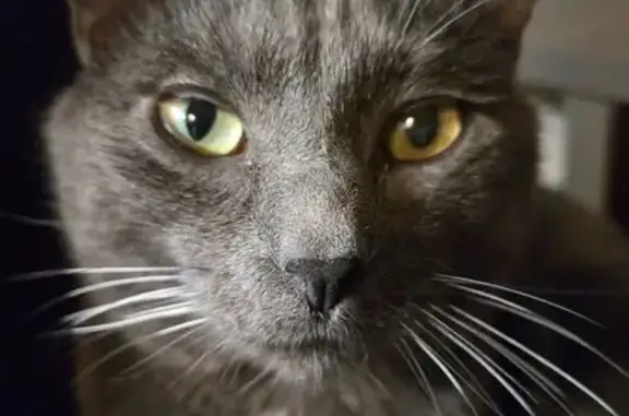 Animaux perdus Paris, photo: Perdu chat mâle, Rue du Docteur Palluel, Saint-Julien-en-Genevois, Paris - chartreux gris avec taches blanches