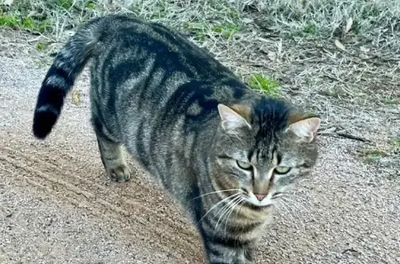 Animaux trouvés Reyrieux, photo: Trouvé chat inconnu, Chemin du Cerdon, Reyrieux - tigrée et craintive