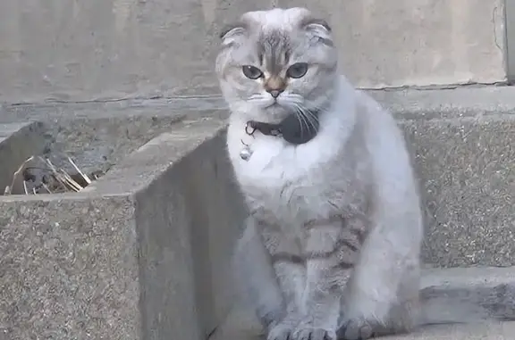 Perdu chat femelle, Rue Jean Cocteau, 5, Sainte-Geneviève-des-Bois - stérilisée avec oreilles pliées - photo