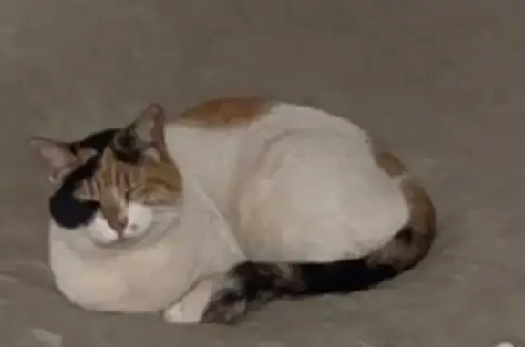 Perdu chat femelle, Rue des Garennes, 24 quater, Triel-sur-Seine - blanche et tachetée caramel - photo