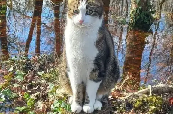 Chat disparu Garçon, Pruniers-en-Sologne (fl586656) - photo