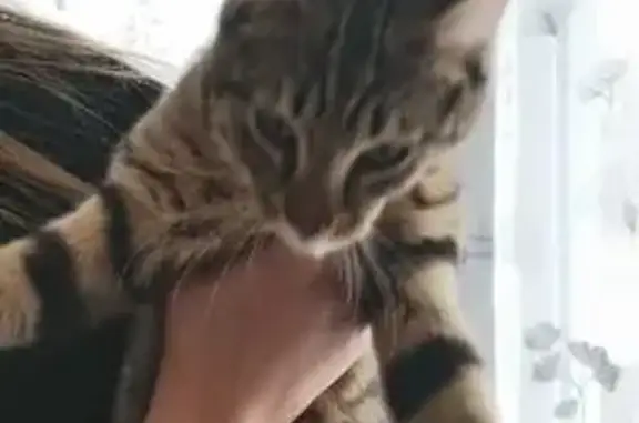 Animaux trouvés Niort, photo: Trouvé chat mâle, Rue du Gros Guérin, Niort - tigré, environ 4 à 5 mois