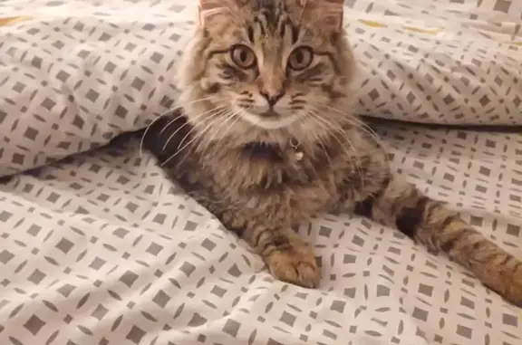 Chat perdu, Résidence des Quatre Charmes, Romagné - légèrement angora - photo