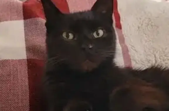 Chat perdu, Vaux-le-Pénil, photo: Perdu chat homme, Rue Danton, 35, Aulnay-sous-Bois, Vaux-le-Pénil - tous noir avec reflet marron