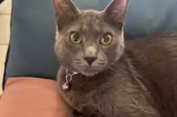 Perdu Chatte, Allée Christine de Pisan, 8, Saint-Nazaire - jeune chatte grise avec collier rose phosphorescent - photo