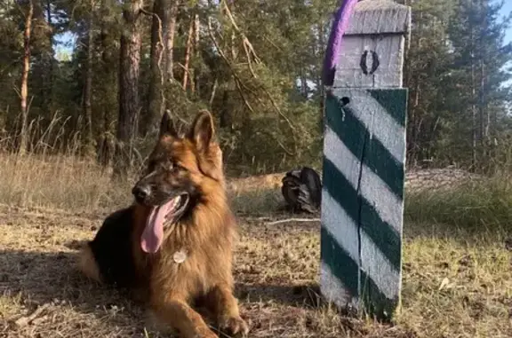Зникла собака: допоможіть знайти друга!