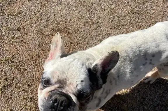 Chien trouvé Lyon, photo: Trouvé Chien mâle, Marboz, Lyon - Blanc tacheté de noir