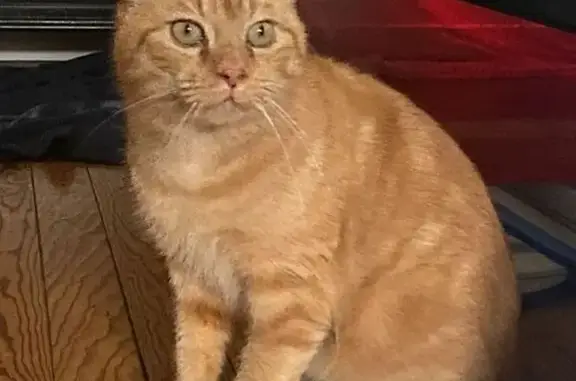 Animaux perdus Haguenau, photo: Perdu chat mâle, Rue du Moulin Neuf, Haguenau - roux et assez craintif