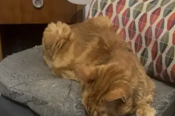 Animaux perdus Tollevast, photo: Perdu chat, Lotissement Saint-Luc, Couville - chat roux malade