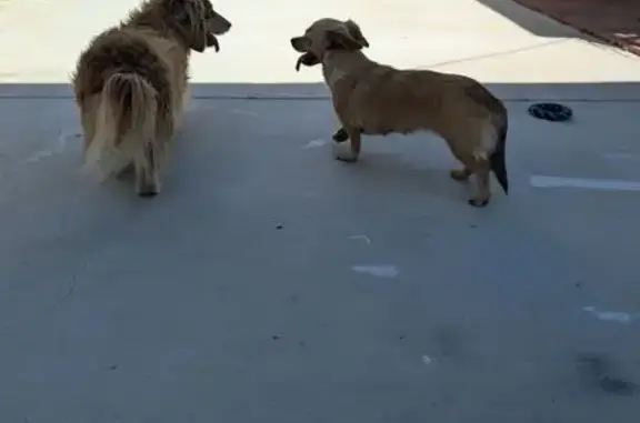 Found dog Gardena, photo: Found Собака, 137th Street, 744, Gardena - Tan