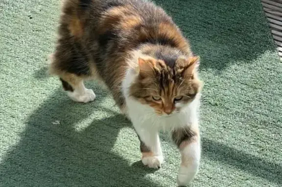 Lost Ginger Cat: Friendly & Slim in Manger