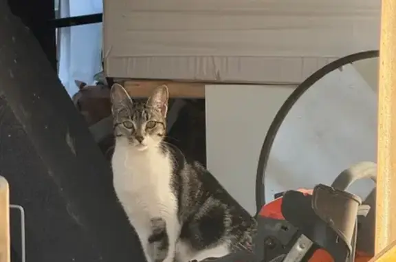 Chat trouvé Belfort, photo: Trouvé Chat, Rue Ernest Thierry-Mieg, 31, Belfort - blanc noir et gris