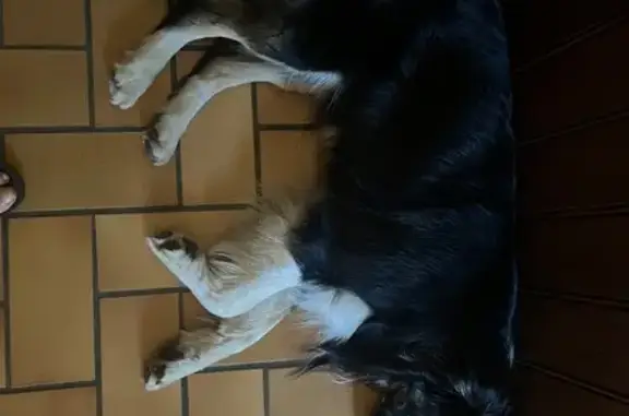 Animaux perdus Nieul, photo: Perdu chien mâle, Rue de Beauregard, Nieul - border collie tricolore