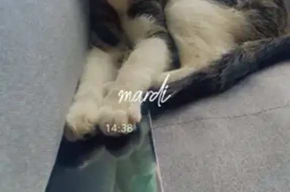 Perdu chat mâle, Saint-Quentin, Paris - blanc avec des rayures grises et noires - photo