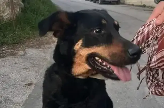 Animaux trouvés Vendémian, photo: Trouvé Chien Femme, Le Pouget, Occitanie, Vendémian