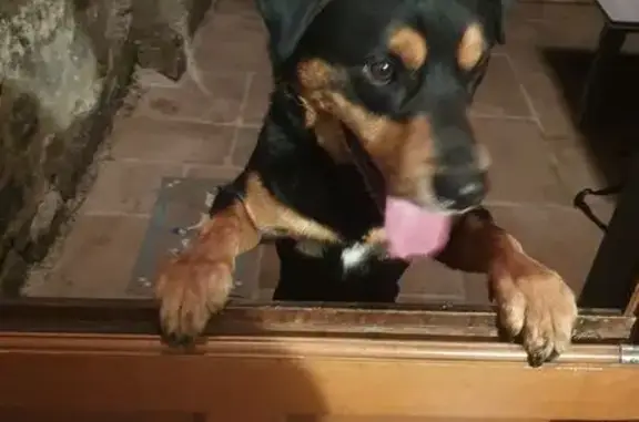 Trouvé chien mâle, Rue du Tunnel, 23, Chinon - jeune et vif - photo