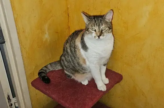 Perdu chat femelle, Rue du Parc, Mouettes, La Couture-Boussey - tricolore avec nez coupé en deux - photo