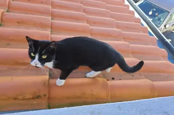 Chat trouvé Paris, photo: Trouvé Chat, Rue Traversière, Vallet, Paris - miaulait devant notre porte