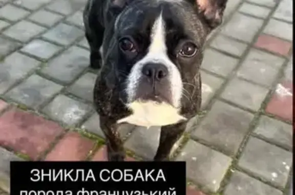 Зникла собака з особливою міткою в Городку