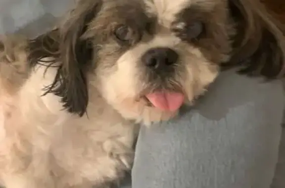 Perdu Chien mâle, Aurec-sur-Loire, Boulogne-Billancourt - vieux de 14 ans, bicolore - photo