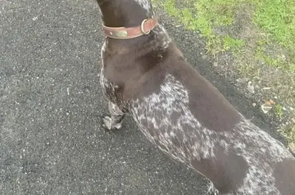 Lost Friendly Pointer on Hue Hue Rd