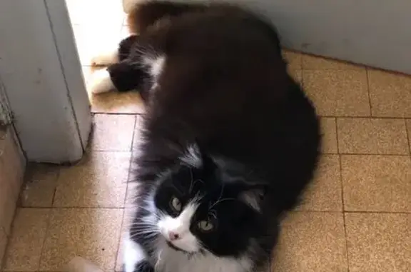 Animaux perdus Épinal, photo: Perdu chat, Rue du 21E Corps d'Armée, Épinal - petite chatte noire et blanche