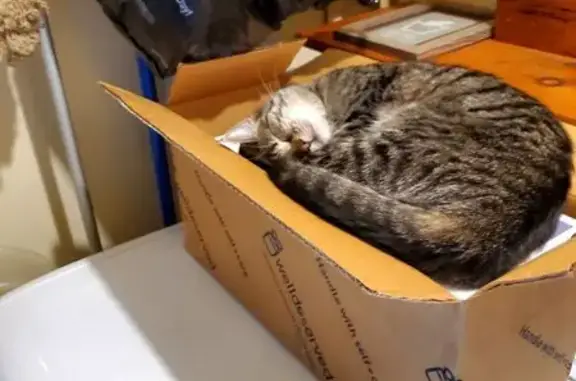 Lost Cat, Female, Rossmore Drive, 10, Fairborn - Dark Stripes and 'M' Mark - photo