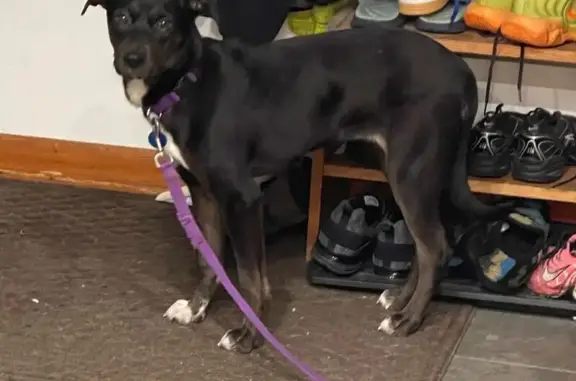 Lost Собака, Female, Vinland Street, 2904, Oshkosh - tri colored with purple collar - photo