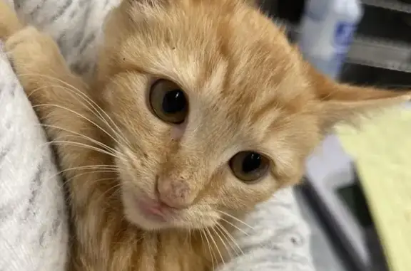 Lost Cat, Female, East Haycraft Avenue, 1709, Coeur d'Alene - orange tabby with a scar - photo