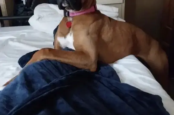 Lost Собака, Female, East Hazeldell Avenue, 504, New Castle - tan and white with a pink collar - photo