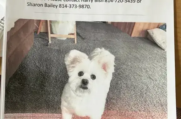 Lost Собака, Female, Jackson Avenue, 10854, Meadville - 14 year old maltise - photo