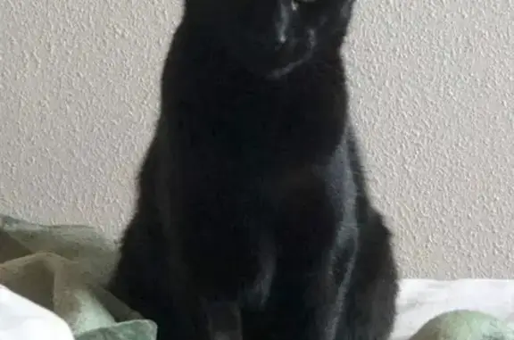 Gato Negro Perdido en Monte Pedroso