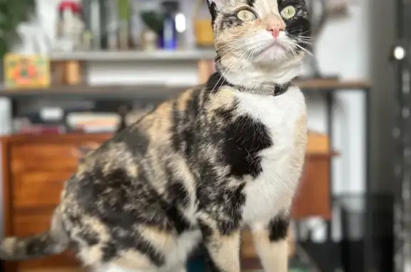 Lost Кошка, Female, North Potomac Street, 102, Baltimore - calico with two-toned face - photo