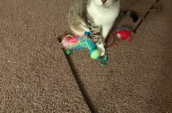 Lost male cat, Campbell Hill Road, 330, Bowling Green - grey and white coat - photo