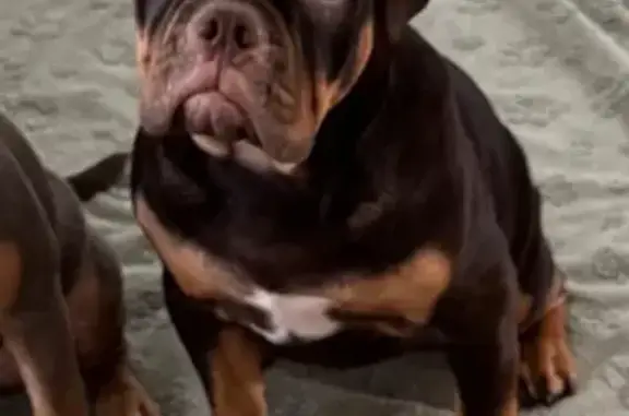 Missing dog Mechanicsburg, photo: Missing dog Female, Mechanicsburg (usl532887)