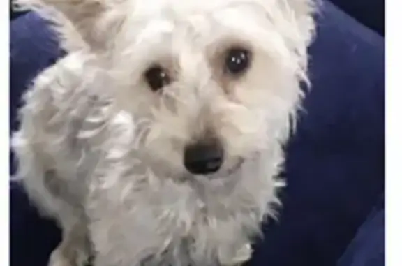 Lost Собака, Female, Salt Lake City, Utah - White, answers to Littles - photo