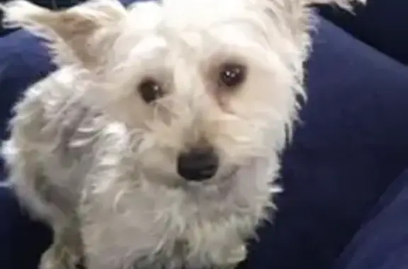 Lost Собака, 900 West, 541, Salt Lake City - little, white/silver, super sweet - photo