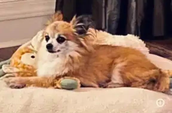 Lost Собака Male, Menama Pass, Millbrook - long hair chihuahua - photo