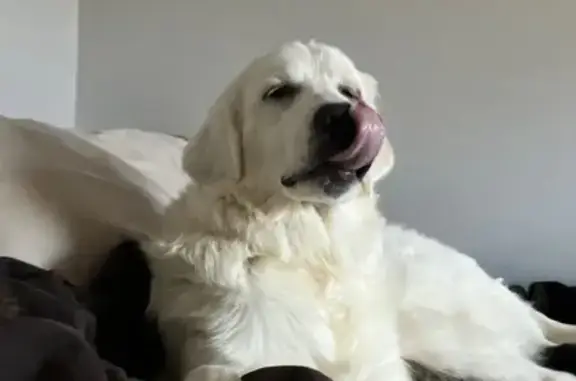 Lost Собака Female, Ellisboro Road, 1913, Stokesdale - black heart above snout - photo