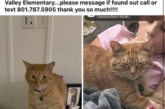 Lost cat, male, Apple Seed Lane, 859, Santaquin - orange tabby, very skittish - photo