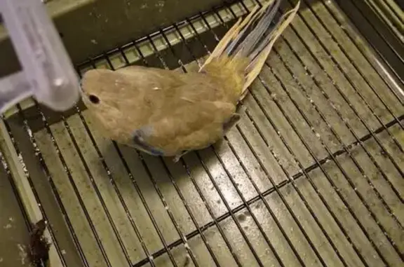 Rescued Bird: Attack at McQuil...