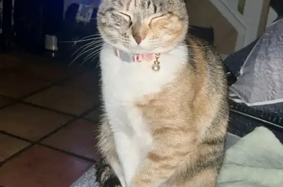 Lost Cat, Female, Forest Hill Boulevard, 6151, Greenacres - Calico with Pink Collar - photo