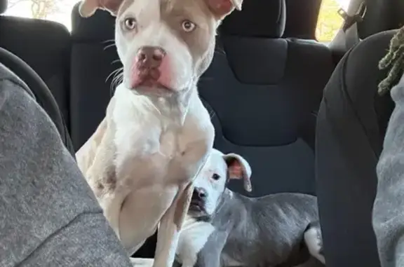 Missing dog North Little Rock, photo: Lost Собака, Female, West 58th Street, 700, North Little Rock - tan and white with blue eyes