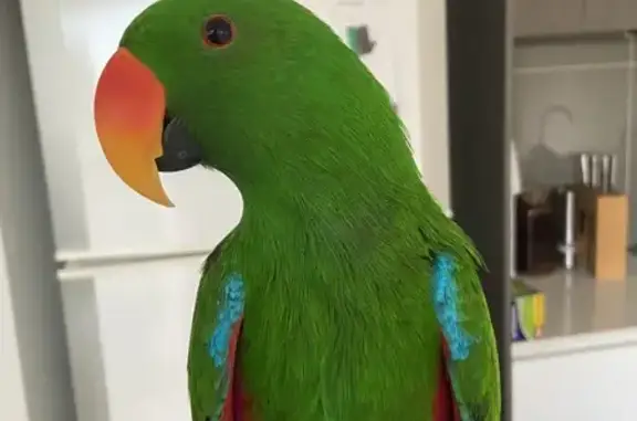 Lost Parrot: Green, Loud, Micr...