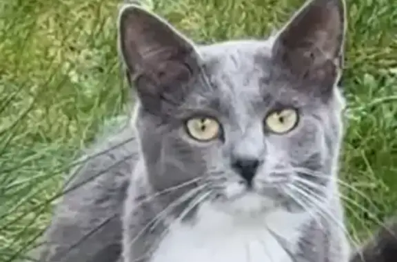 Animaux perdus Paris, photo: Perdu chat femelle, Place des Hirondelles, Moissy-Cramayel - grise avec des taches blanches
