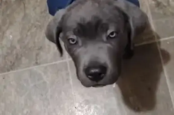 Lost Собака, Male, Carney Avenue, 1903, Rockford - Healed scar around neck - photo