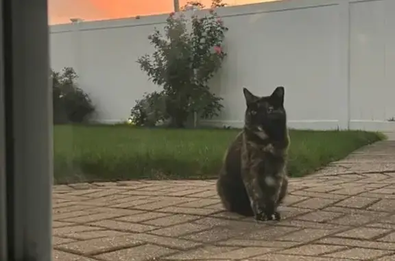 Lost Кошка, 12th Street, 201, West Babylon - left ear and tail chopped - photo