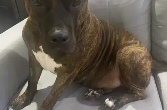 Lost Dog, Male, San Antonio, Texas - Brindle Pitbull - photo
